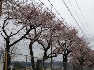 桜