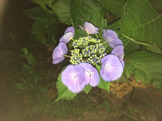写真 2015-06-10 20 45 41